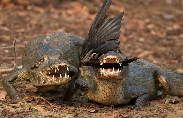 环境失衡,动物灭绝……巴西潘塔纳尔湿地火灾对当地生物群落产生多重