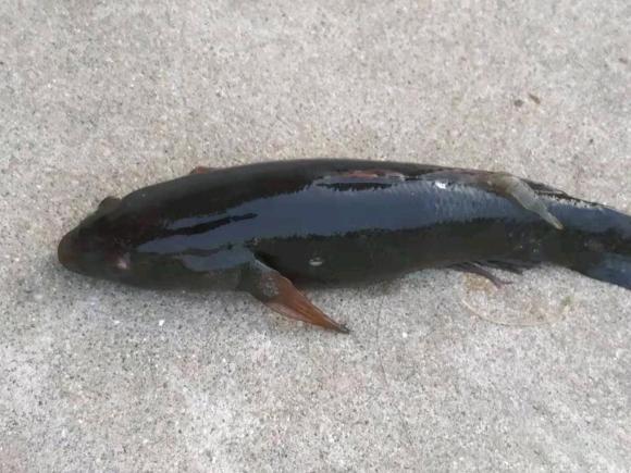 深圳一钓鱼人钓获呆子鱼,又黑又丑担心不能吃,网友:多