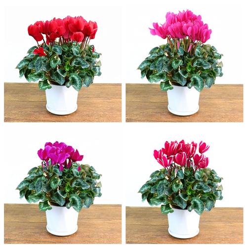 仙客来盆栽绿植花卉花苞室内迎客客来四季开花花卉