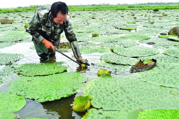 受多雨天气影响 东凤下张芡实产量少价格高 _大图