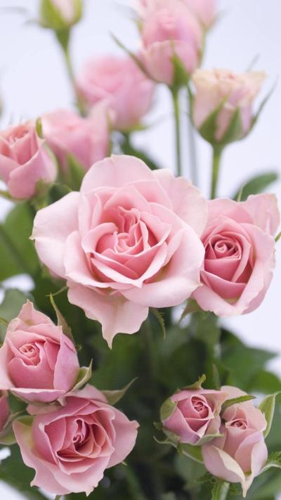 花- 堆糖,美图壁纸兴趣社区