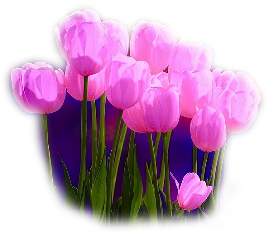 【ps免抠素材】※※※※史上最全的花类png透明素材293p※※※_ps吧