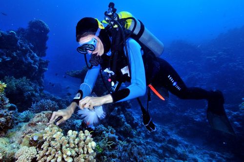 sea sponge may help in the fight against tb