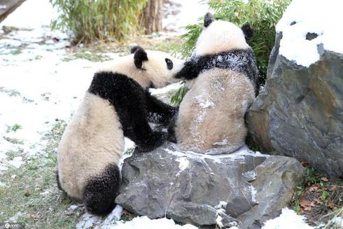 太萌了!柏林动物园双胞胎大熊猫雪地嬉戏玩耍