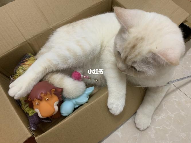 白天睡大觉,晚上蹦大迪07_猫咪_猫咪日常_宠物_猫