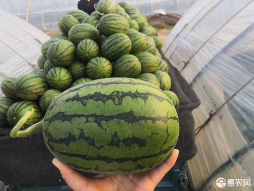 全美2k西瓜 2k l600超越梦想