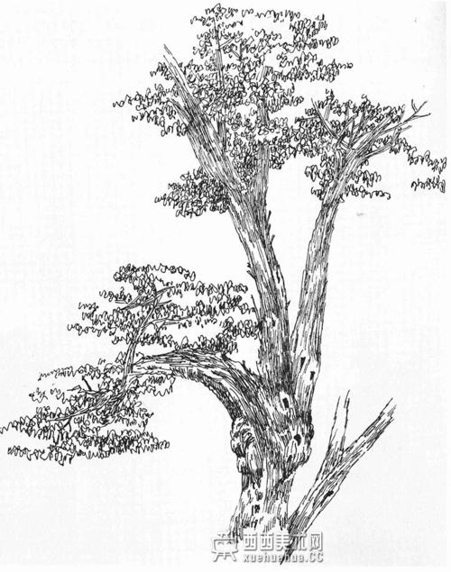 怎样画树素描树的画法详解教程