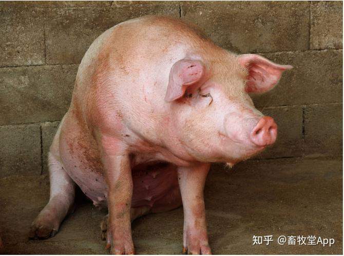 如何科学有效地防控猪高热病?