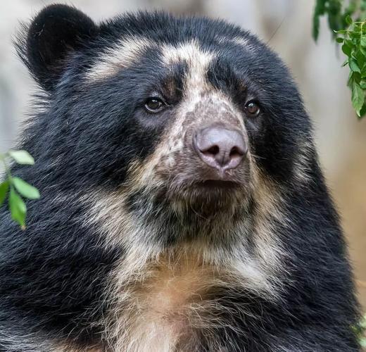 亲缘关系最近的现存熊科动物 但最有趣的是它们的眼睛周围 有一圈或粗