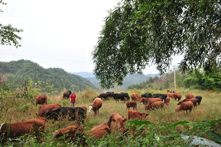 米旺:畜禽养殖富百姓