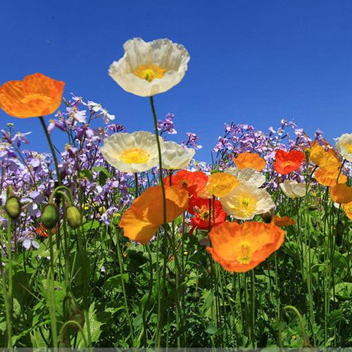冰岛虞美人种子格桑花混色开花不断花卉四季易种太阳花耐寒花籽