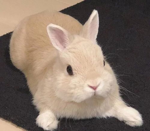 求可爱兔子头像!