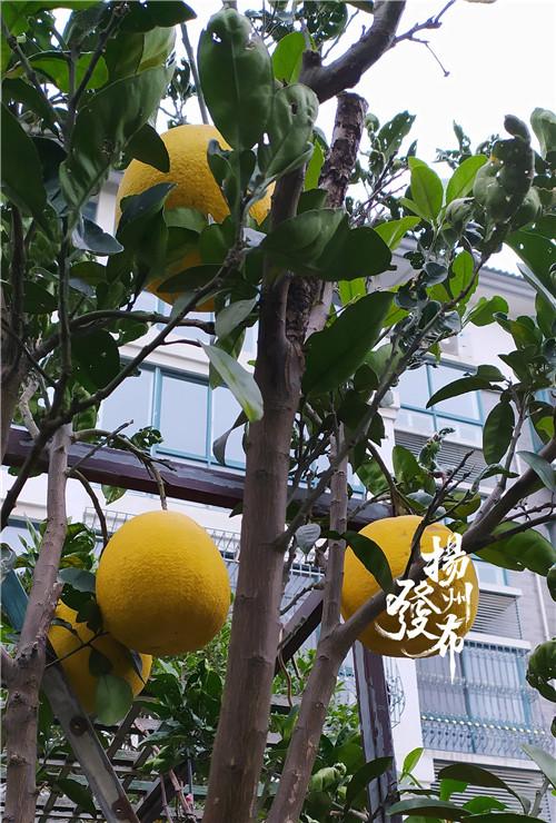 香橼闻香识佳果