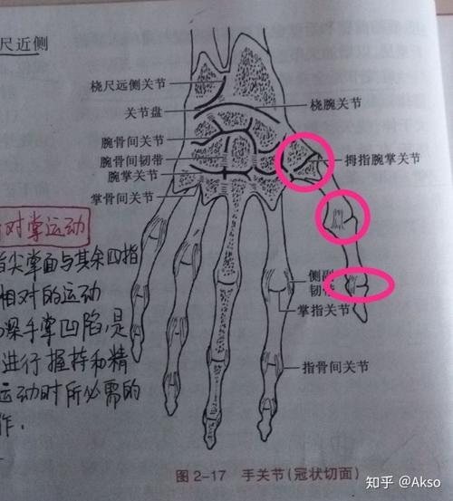 大拇指有几个关节?