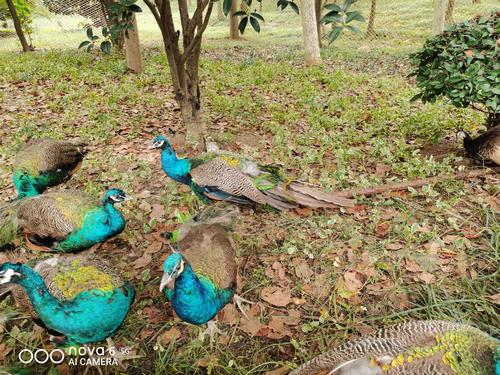 请大家欣赏一下(大蜀山动物园)