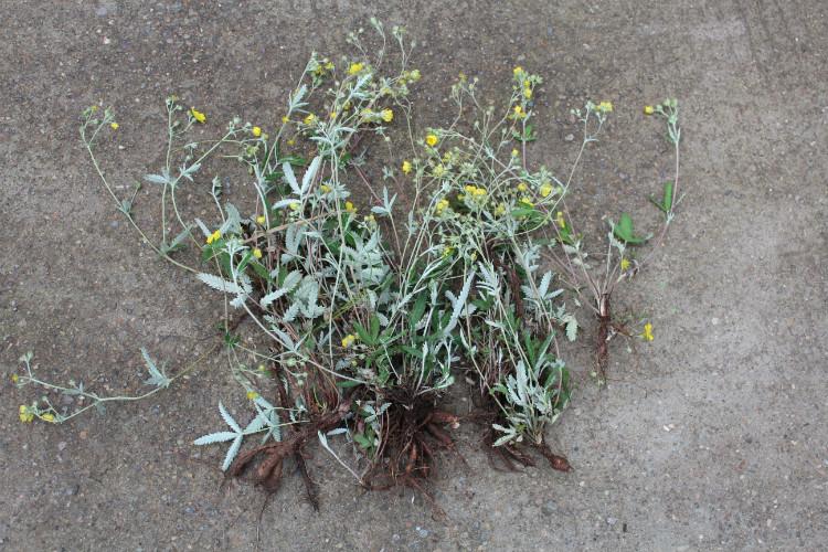 【转载】翻白草,翻白萎陵菜,白头翁,天公地栗, 鸡爪参