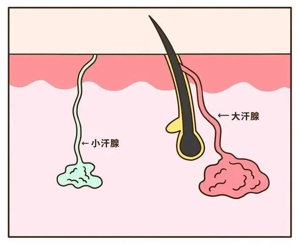 人体汗腺