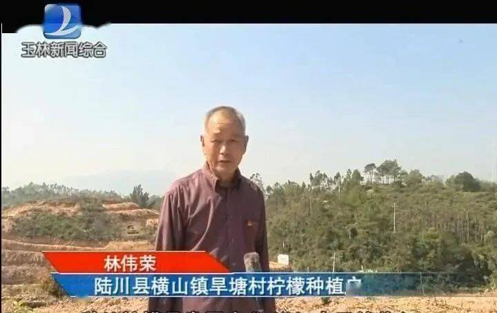 脱贫攻坚丨陆川县横山镇:种下柠檬树,铺设"致富路"