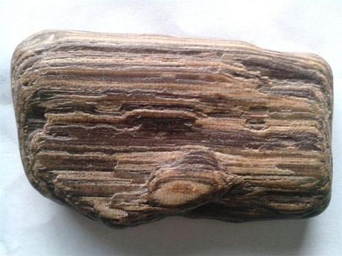 上鉴宝栏目 哪里在线拍卖木化石成交率高