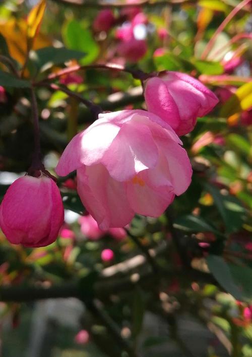 荆川公园海棠依然