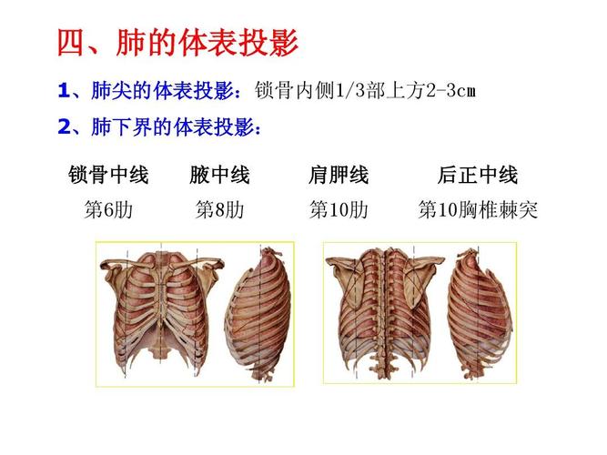 四,肺的体表投影 1,肺尖的体表投影:锁骨内侧1/3部上方2-3cm 2,肺下界