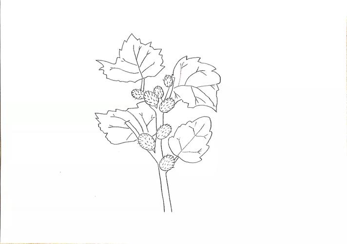 苍耳简笔画怎么画
