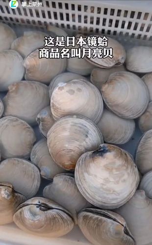 学名日本镜蛤.这种黄色的莱州应该叫血蛤喇吧,学名中国蛤蜊.