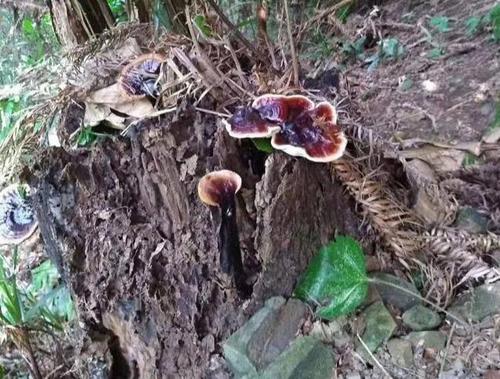 在贵州,野生灵芝主要生长湿润的阔叶林中,而且大多数只生长在腐烂的