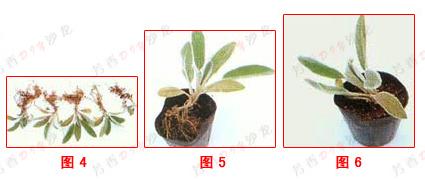 冬瓜宝典--香草种植秘籍之三分株