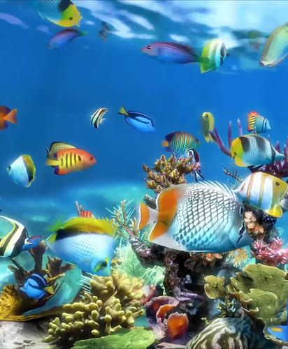 竖屏3d唯美梦幻海底世界水族馆热带鱼_1780x2160_高清