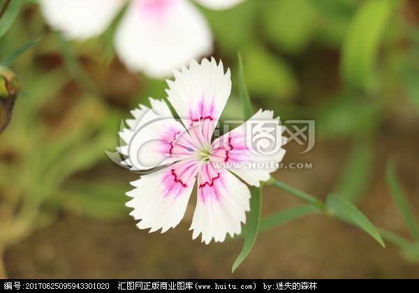 [正版商业]花 花卉 小花 花朵 花瓣