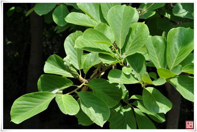 如果按照资料的描述看二乔木兰的叶子,我宁肯相信它是白玉兰,断然不