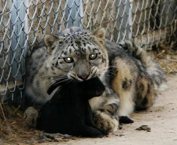 内蒙古发现的雪豹搬家了!本该放生,却成了动物园里的展览动物?