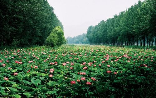 华东地区 山东 本网专稿  第十届(滕州)微山湖湿地红荷节将于8月10日