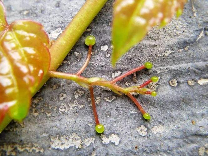 资料图片老屋的围墙上爬满了爬山虎,绿叶密密匝匝,顺墙落下一挂绿瀑