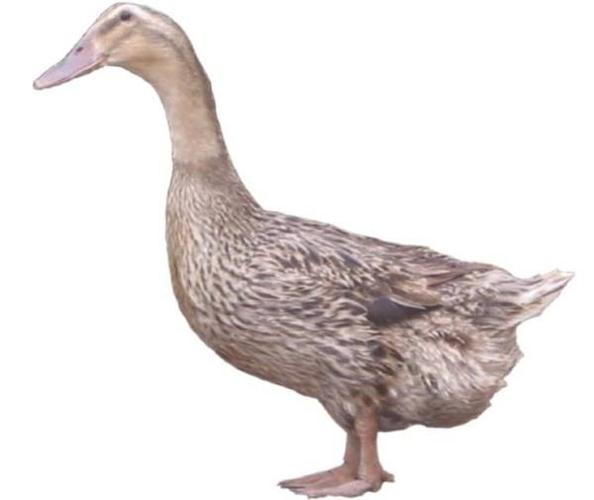 8:高邮鸭 江苏省高邮特产.