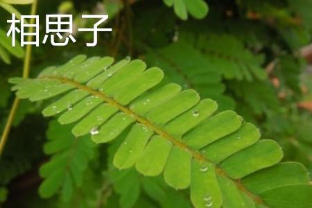 相思豆叶子是二回羽状复叶,具有短柄,叶子互生,长圆形或卵形,长2.