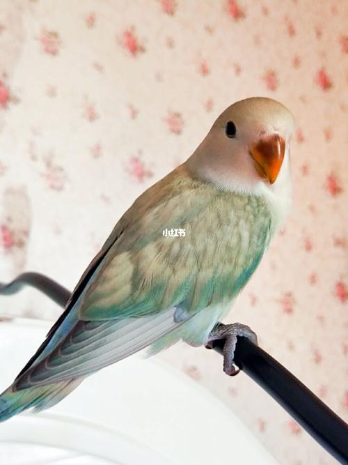 牡丹鹦鹉品种介绍大全【八】边化系列