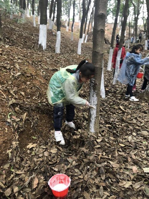 我给小树穿冬衣——1711班实践活动记录