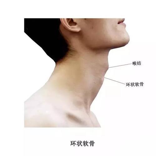 环状软骨:紧接于甲状软骨下方,不成对,位于喉部最下方,气管最上方,与