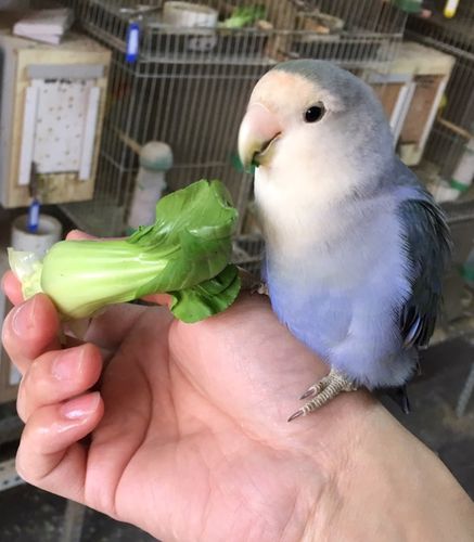 颜色多变的牡丹鹦鹉