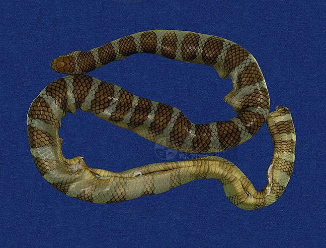 laticauda semifasciata br>其他中文别名:半环扁尾海蛇,阔尾青斑海蛇