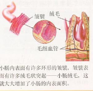 小肠壁的内表面有大量的环形皱襞,皱襞上有许多绒毛状的突起,叫小肠