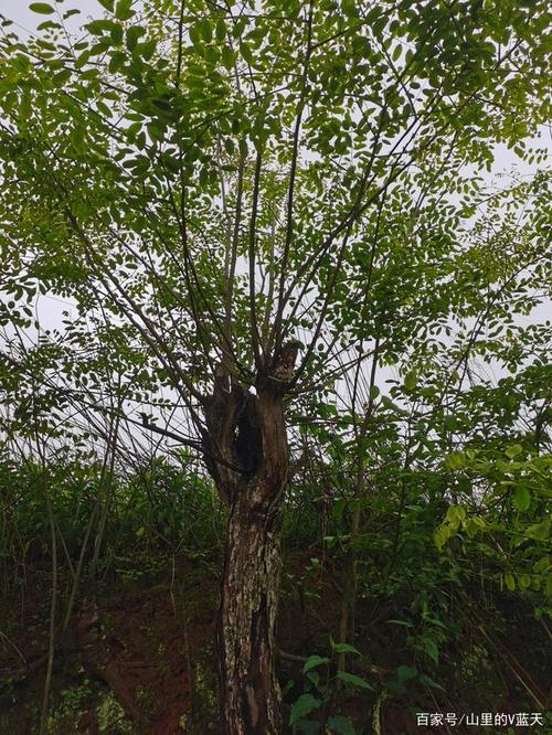 农村这种树,原来是黄檀木,据说论斤卖