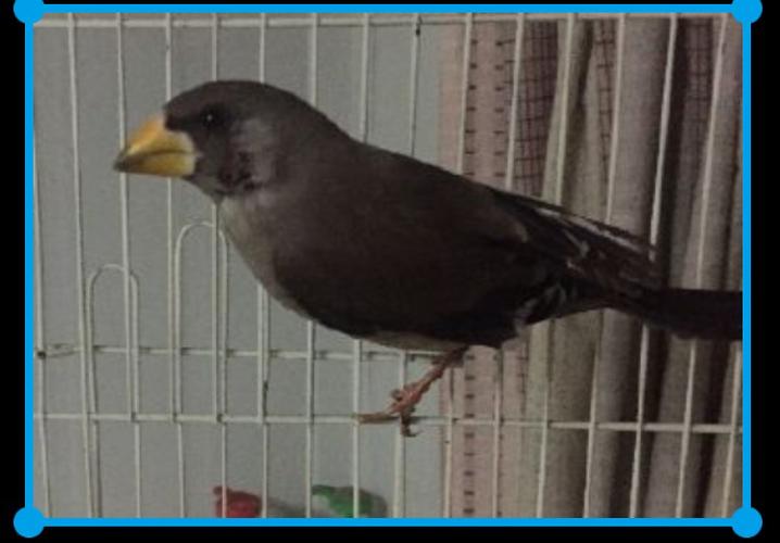 黄嘴黑羽毛是什么鸟 如图