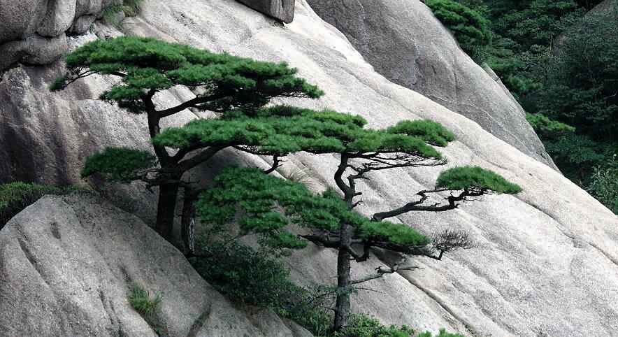 《黄山劲松》