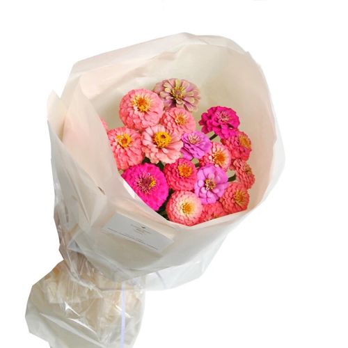 百日草花束