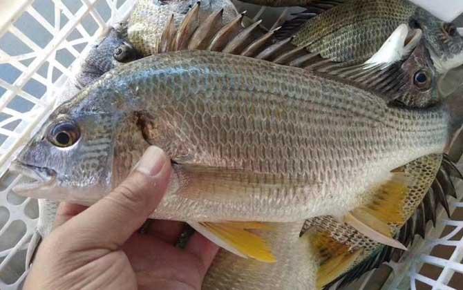 海鲫鱼是什么鱼?