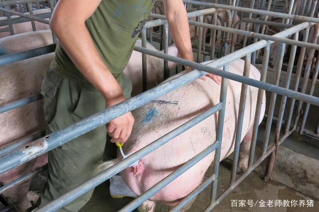 (4)无论是本交还是人工输精,母猪配种,输精前的清洗和消毒是重要的.