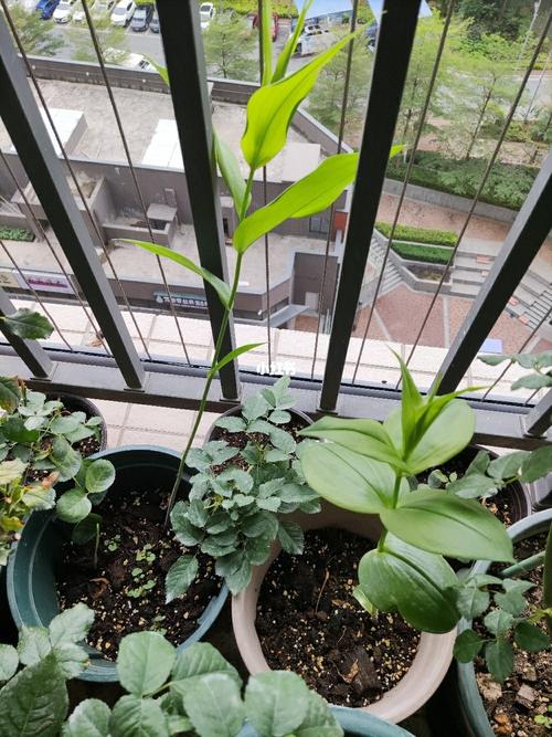 可能因为保存不当吧,去年十月收到的块根并没有发芽.